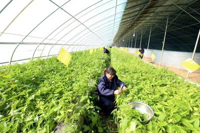 春事看農(nóng)桑丨播下好種子，豐收有底氣——論農(nóng)業(yè)種植技術(shù)開(kāi)發(fā)的時(shí)代使命